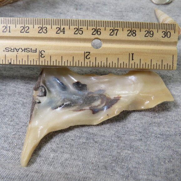 REAL sea shells and vintage Owl figures in woven basket - Picture 8 of 12